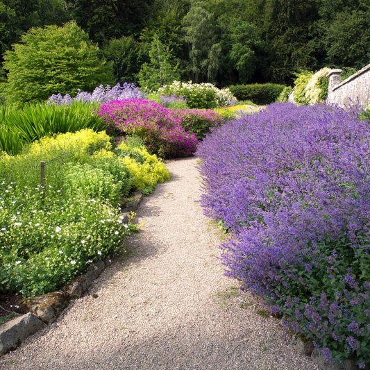 catmint six hills giant