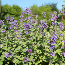 Lemon Catnip plant featuring green leaves and small purple flowers.