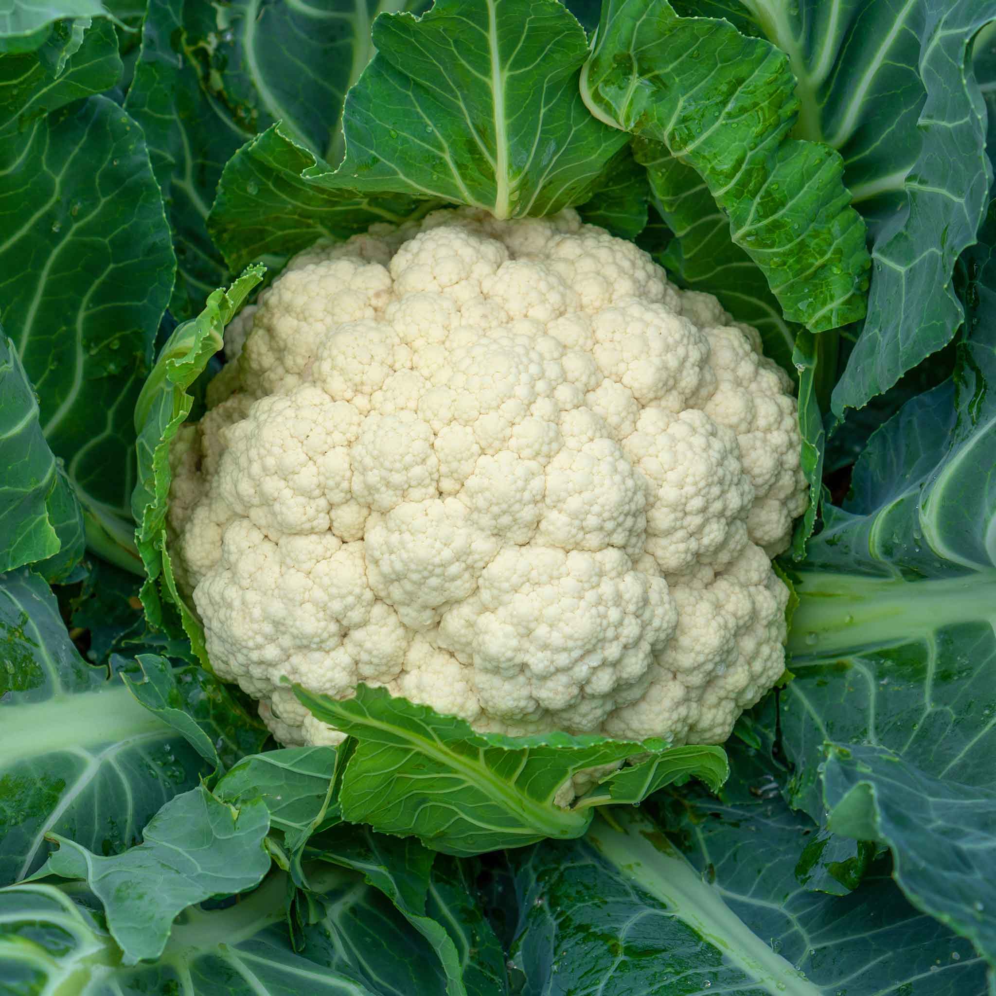 Cauliflower Seeds Snowball Y Improved
