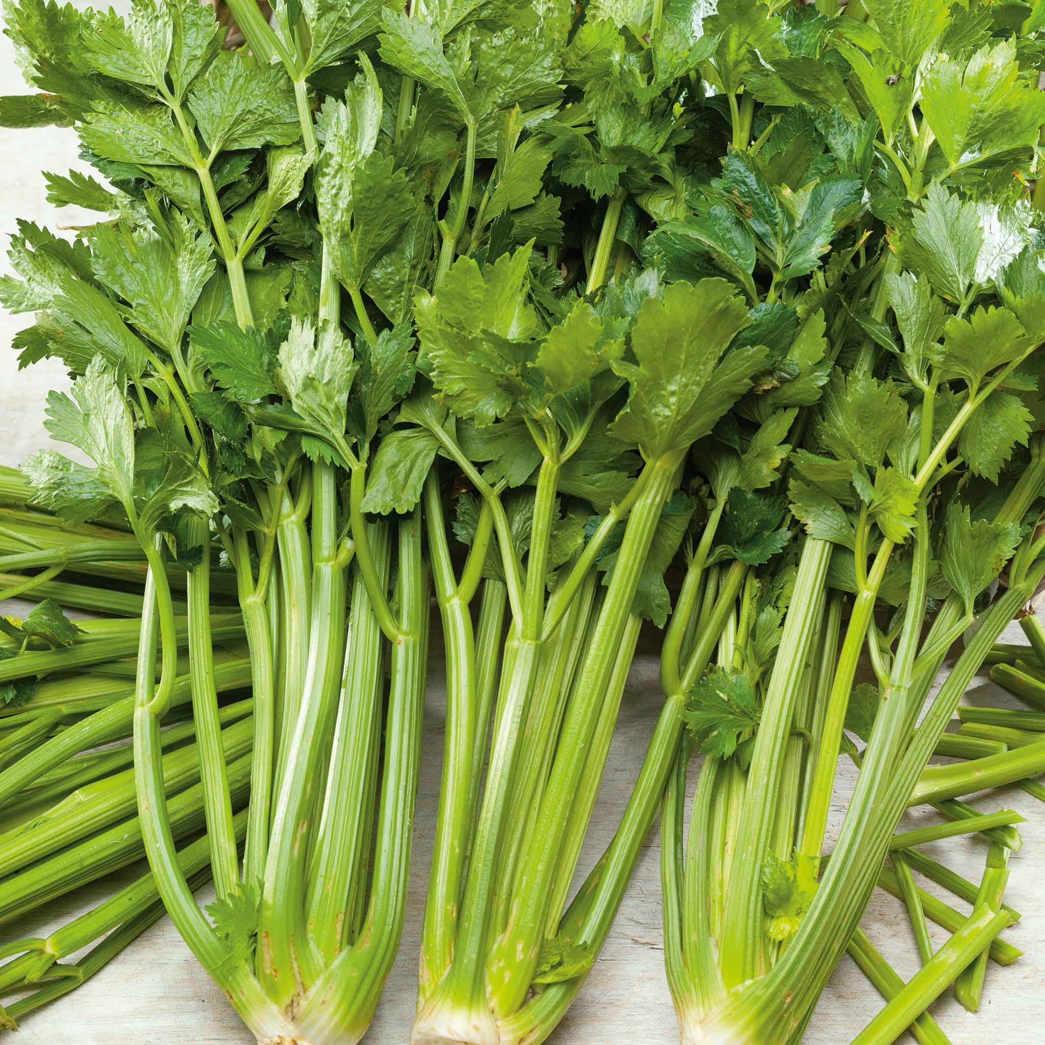 Celery Seeds Pascal Vegetable Seeds In Packets Bulk Eden Brothers celery-seeds-pascal-vegetable-seeds-in-packets-bulk-eden-brothers