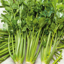Close-up of a bunch of green Pascal celery stalks with leaves.
