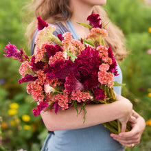 Person holding a bouquet of colorful flowers from the celosia rooster bundle in a natural setting