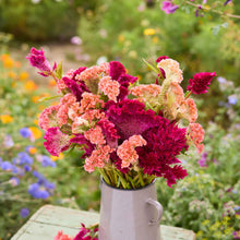 Bouquet of colorful flowers from the celosia bundle in a white vase against a natural background