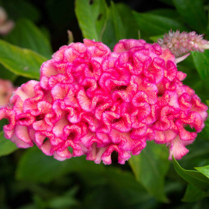 Vivid pink Celosia Chief Rose large round fluffy blooms against a dark blurred background.