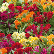 Celosia Cristata Dwarf Mix in red, yellow and pink crested blooms against a blurred background.