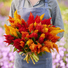 Person holding a vibrant bouquet of celosia feather sunny mix flowers with a blurred floral background.