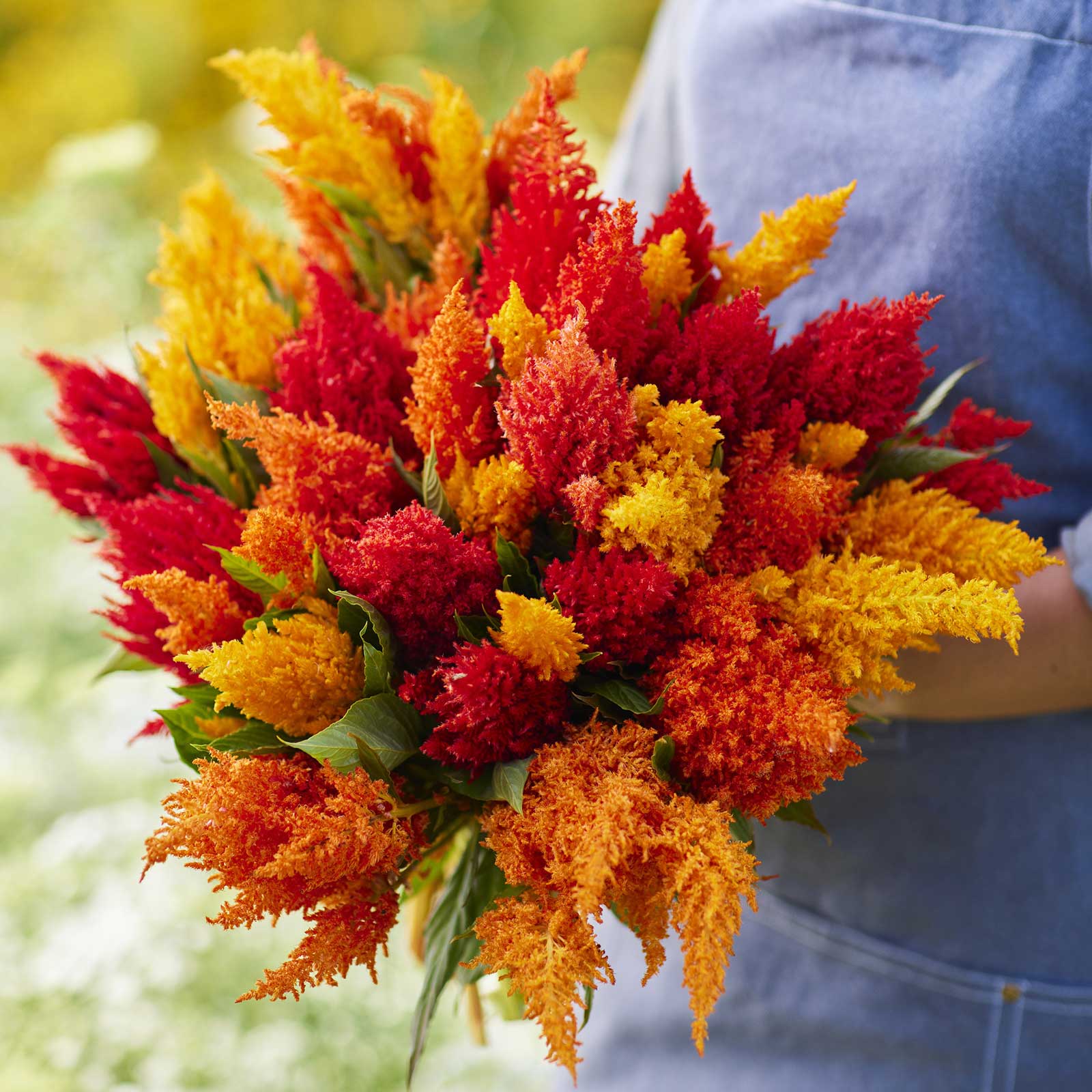 Person holding a vibrant bouquet of celosia feather sunny mix flowers with a blurred floral background.
