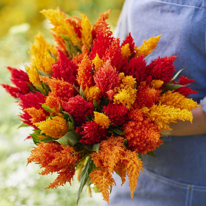 Person holding a vibrant bouquet of celosia feather sunny mix flowers with a blurred floral background.