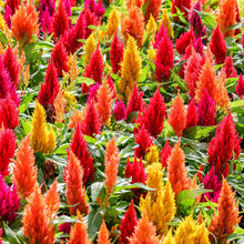 Red, orange and yellow Celosia First Flame Mix feathery plumes against a blurred background.
