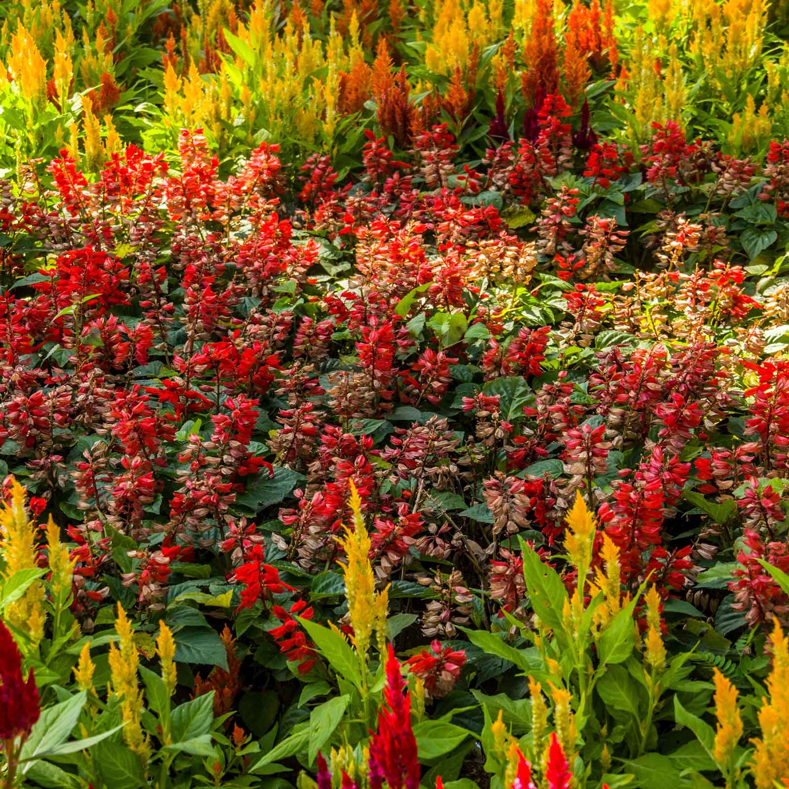 celosia first flame mix