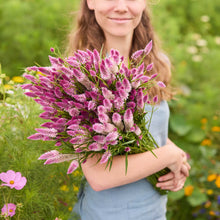Person holding a bouquet of celosia flamingo feather flowers in a field