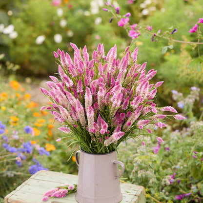 Bouquet of celosia flamingo feather flowers in a white vase on a wooden stool with a garden background