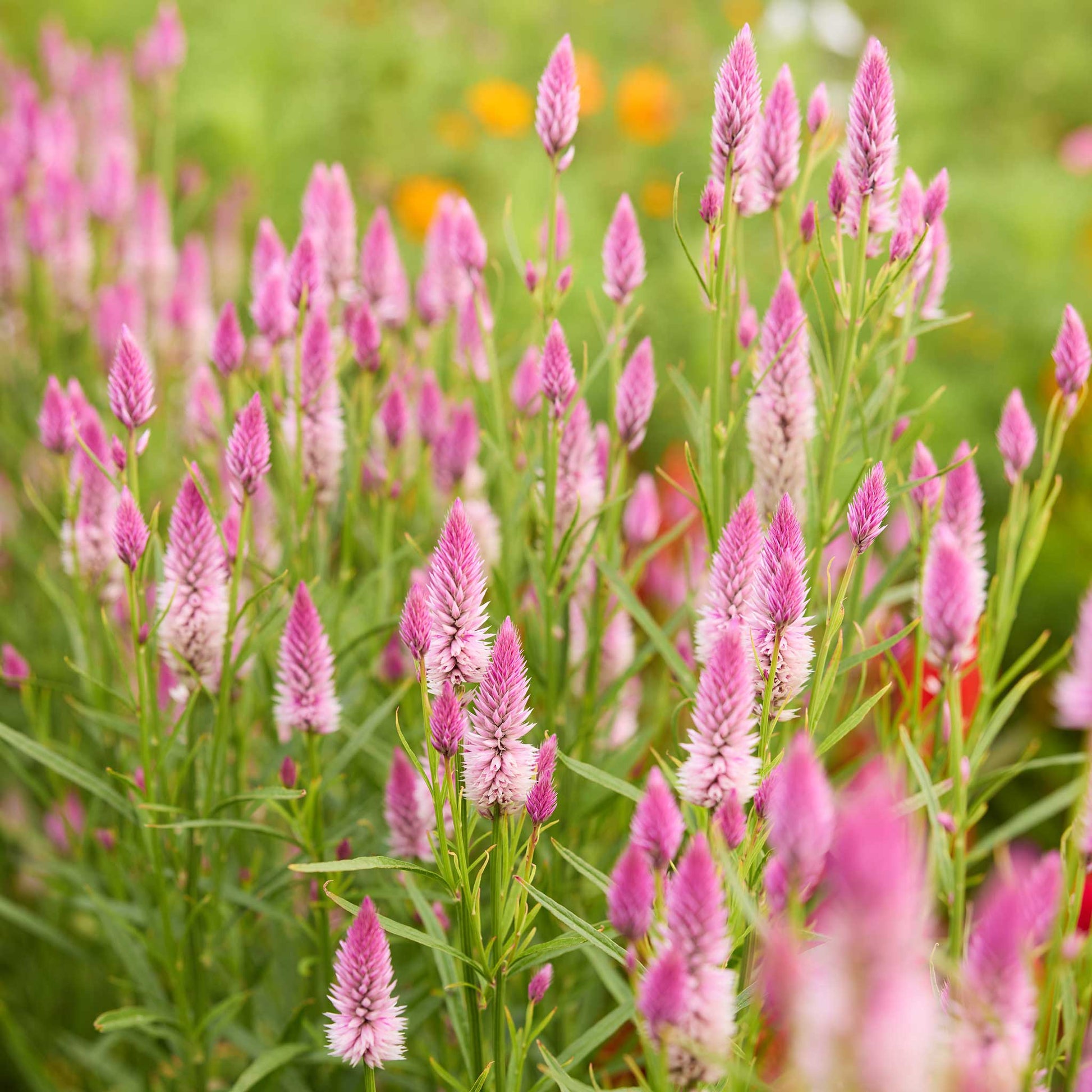 Field of celosia flamingo feather flowers with a blurred background