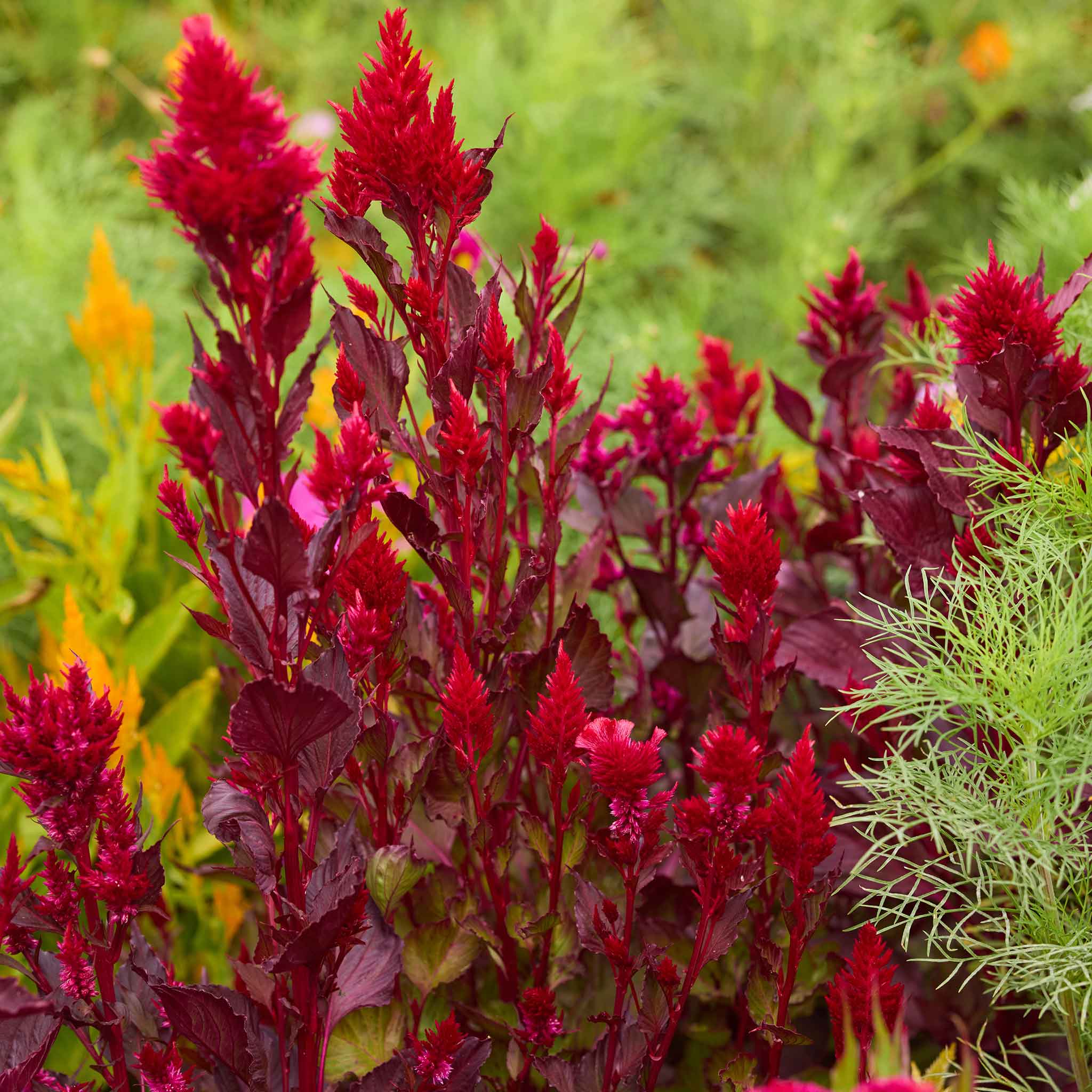 Red feathered forest fire celosia flowers with green foliage in a garden setting
