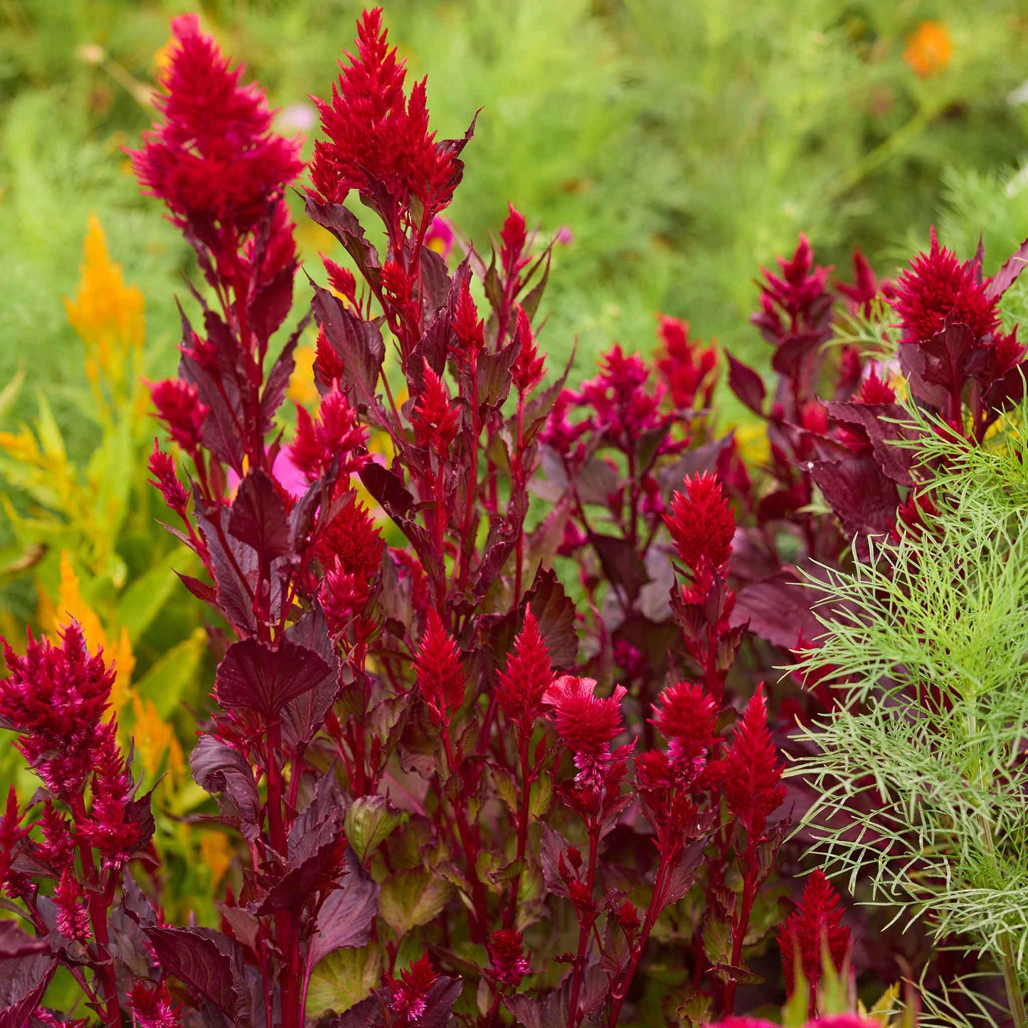 Red feathered forest fire celosia flowers with green foliage in a garden setting