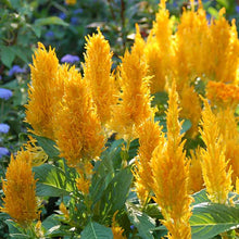 Tall golden yellow Celosia Golden Plume flowers growing against a blurred green background.