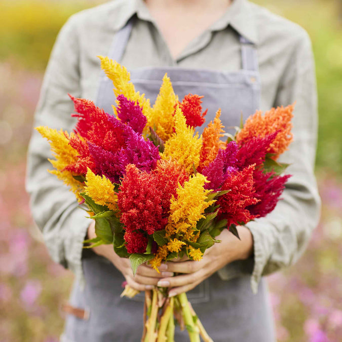 Person holding a bouquet of mixed pampas plume celosia flowers in a garden setting.
