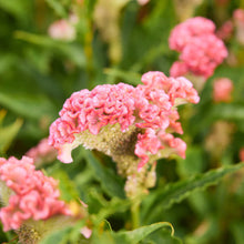 Close-up of celosia rooster pink flowers with green leaves in the background