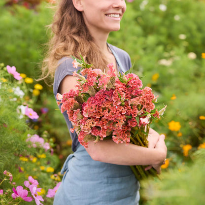 Person holding a bouquet of celosia rooster pink flowers in a garden setting