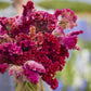 Bouquet of celosia rooster pink mix flowers with a blurred natural background