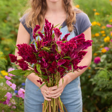 Person holding a bouquet of celosia rooster purple flowers in a garden setting