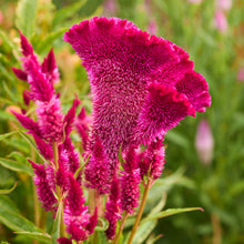Close-up of a vibrant celosia rooster purple flower with green leaves in the background