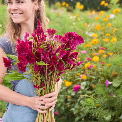 Person holding a bouquet of celosia rooster purple flowers in a garden setting
