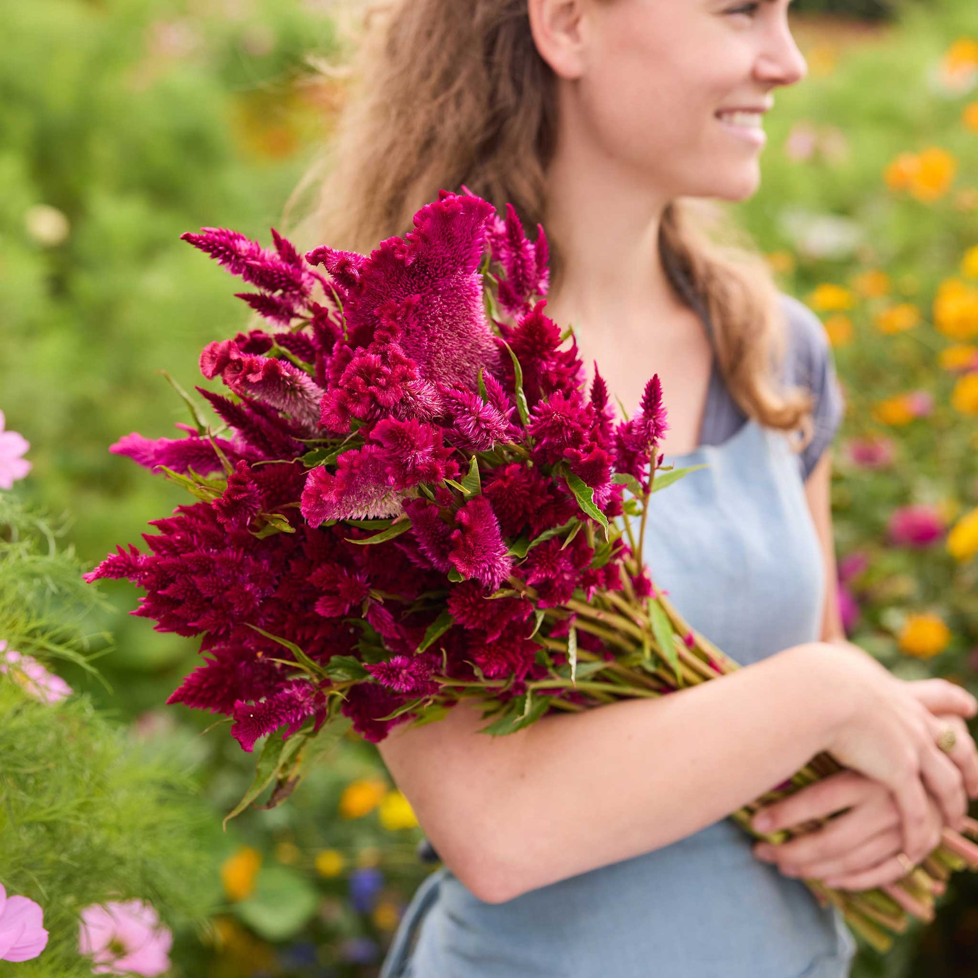 Person holding a bouquet of celosia rooster purple flowers in a garden setting