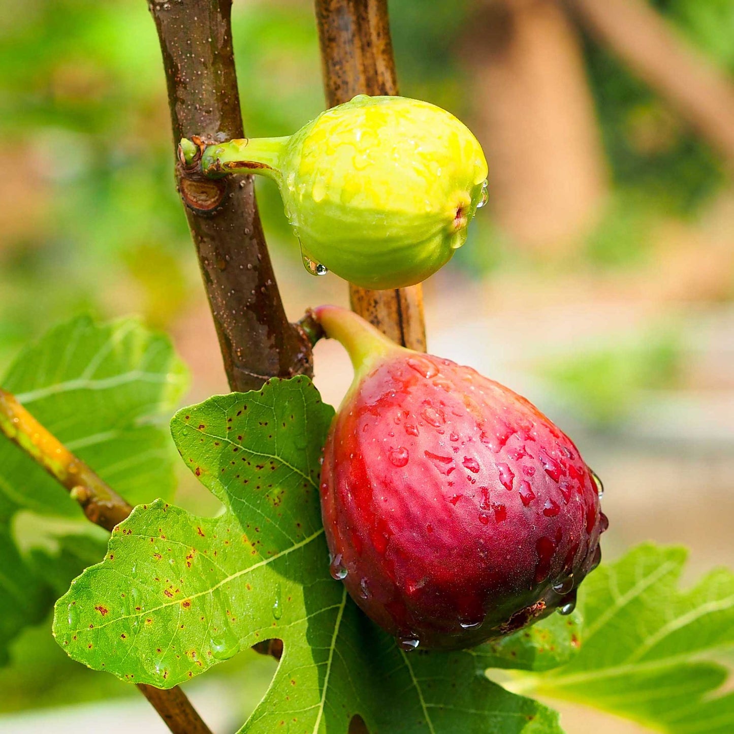 Chicago Hardy Fig Tree