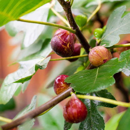 Chicago Hardy Fig Tree