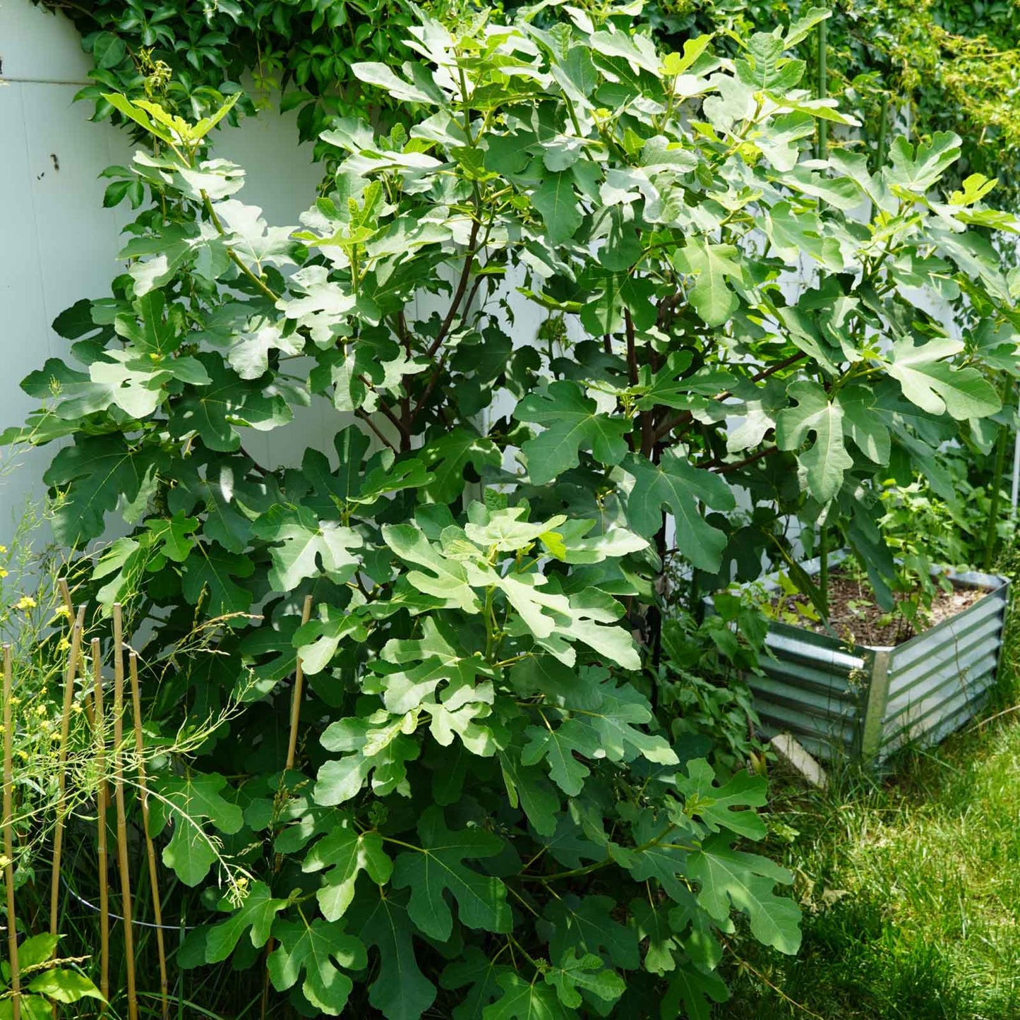 Chicago Hardy Fig Tree