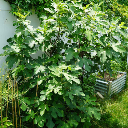 Chicago Hardy Fig Tree