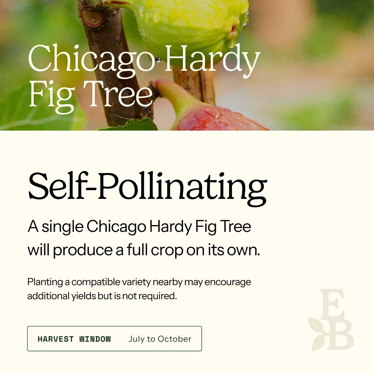Informational graphic for a Chicago Hardy Fig Tree, featuring a top photo of fig and text stating it is self-pollinating and produces a full crop on its own.
