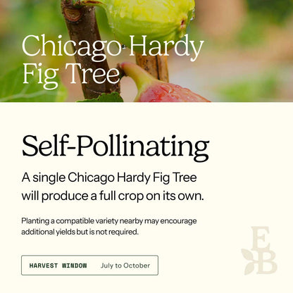 Informational graphic for a Chicago Hardy Fig Tree, featuring a top photo of fig and text stating it is self-pollinating and produces a full crop on its own.