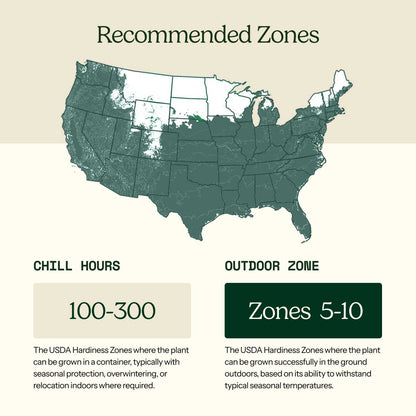 A USDA hardiness zone map of the United States with labeled patio and outdoor zones, showing a light teal map on a beige background with explanatory text blocks below.