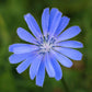 chicory