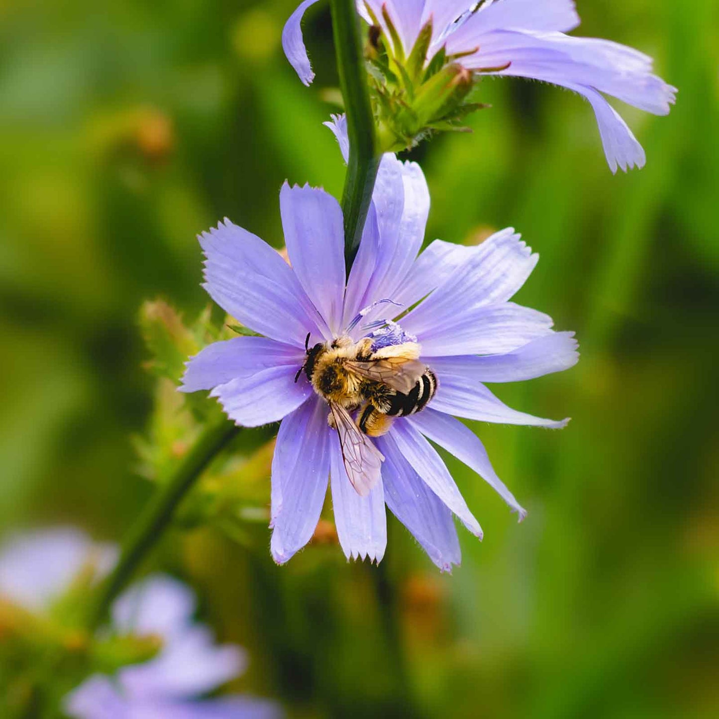 chicory