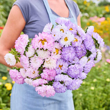 Person holding a bouquet of china aster bundle duchesse rose white & blue white in a garden setting.