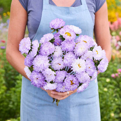 Person holding a bouquet of china aster bundle duchesse rose white & blue white in a garden setting.
