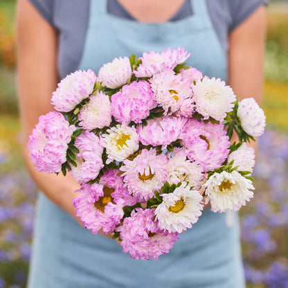 Person holding a bouquet of china aster bundle duchesse rose white & blue white in a garden setting.