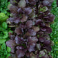 cabbage pak choy red inferno