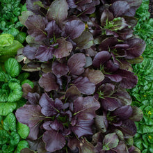 This image shows a close-up of a vibrant pak choy red inferno plant with glossy, dark green leaves.
