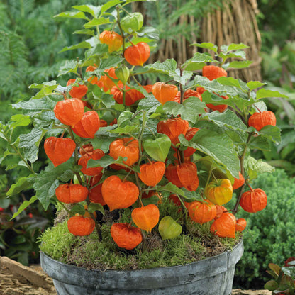 Bright orange Chinese Lantern papery husks growing on a plant in a garden setting.