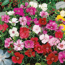 Chinese pinks babydoll mix red, pink and white flowers with a blurred green background