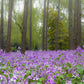 chinese violet cress