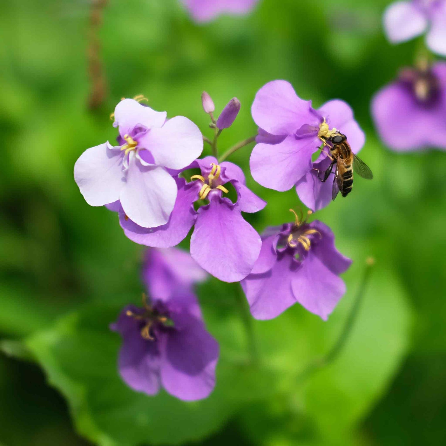 chinese violet cress
