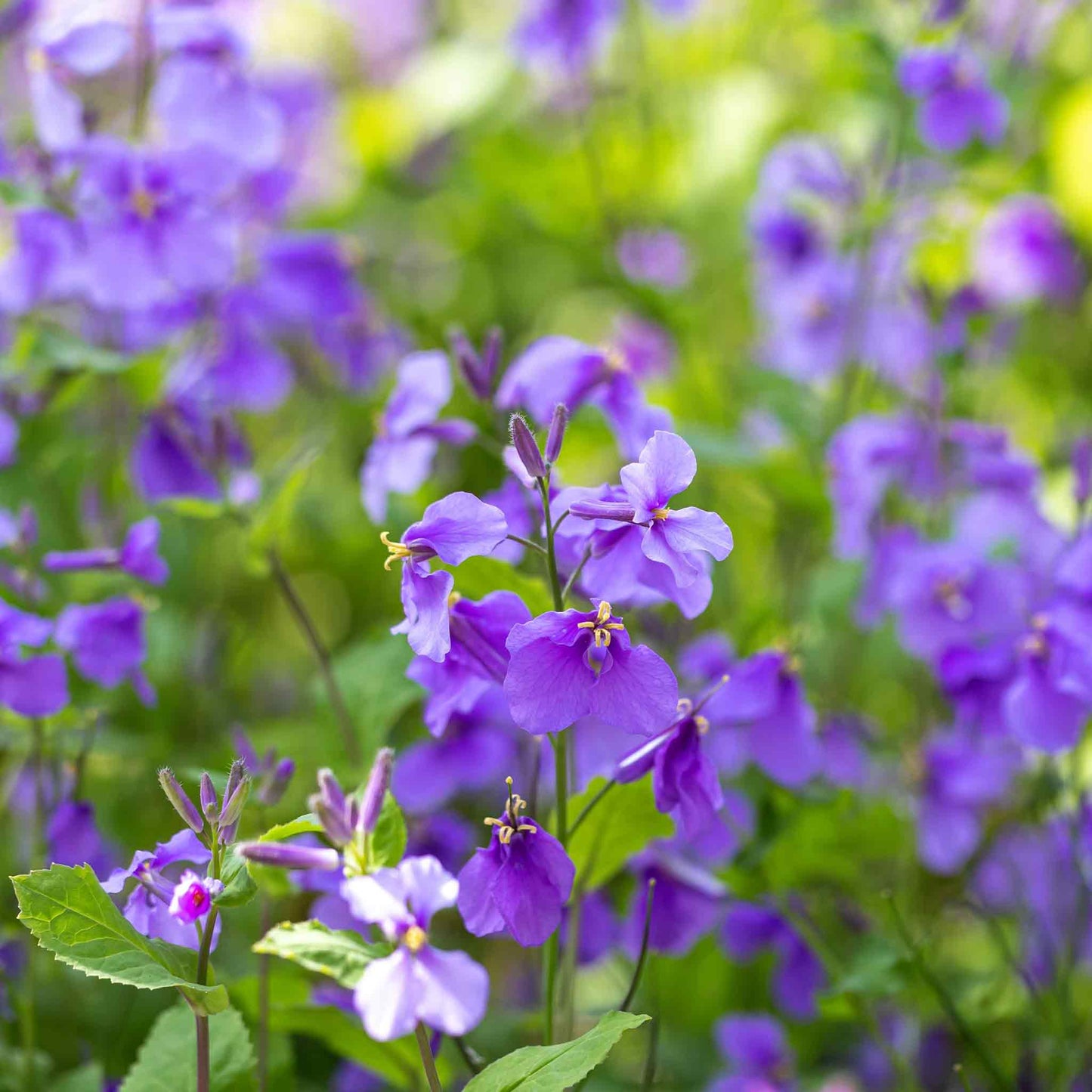 chinese violet cress