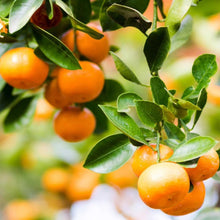 Clementine Mandarin hanging from a tree with green leaves