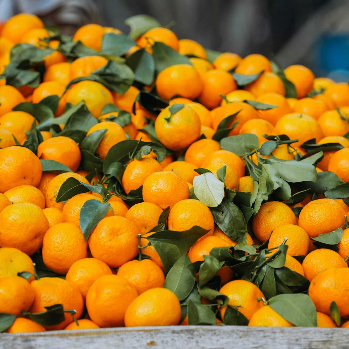 Clementine Mandarin Tree