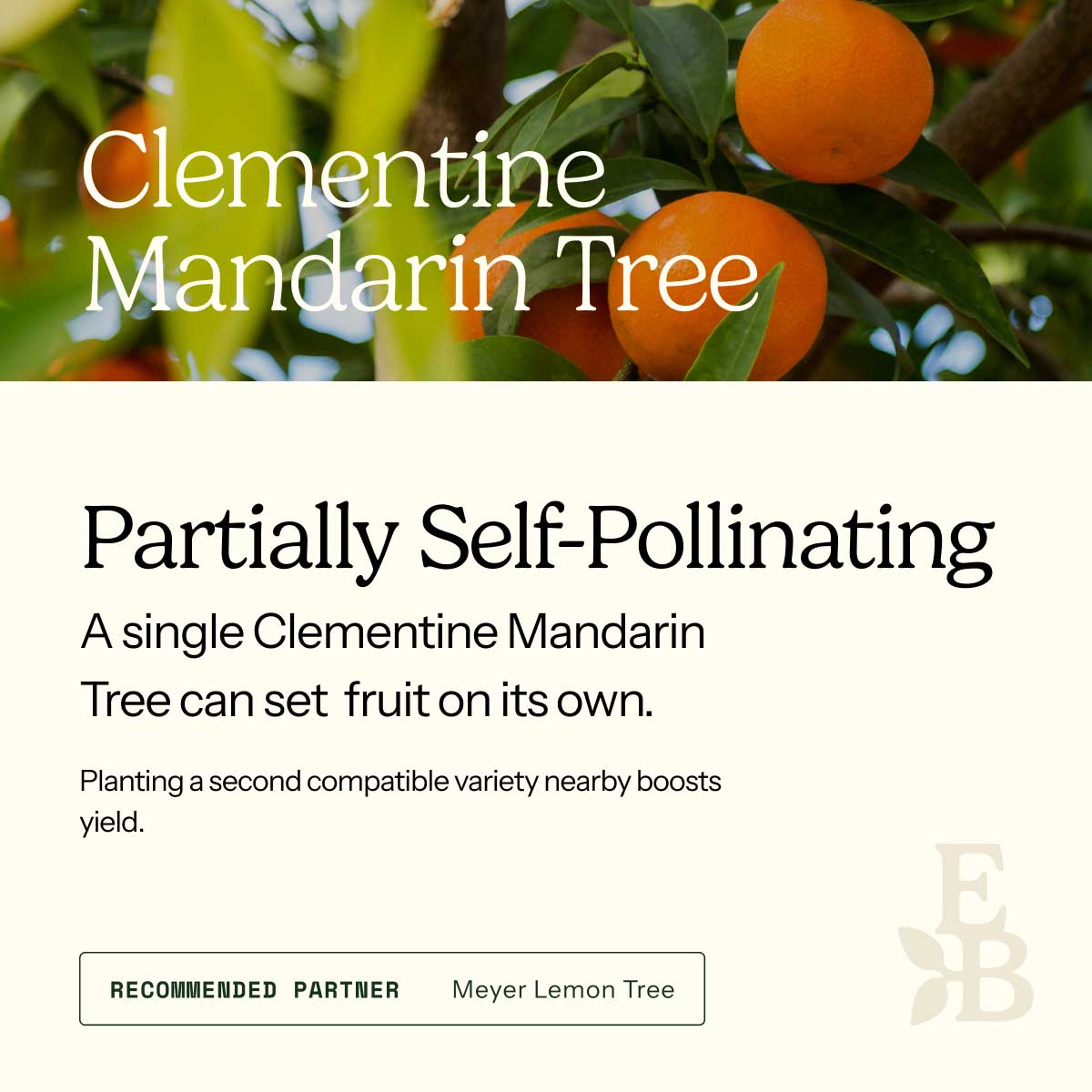 Informational graphic for a Clementine Mandarin Tree, featuring a top photo of mandarins and text stating it is self-pollinating and produces a full crop on its own.